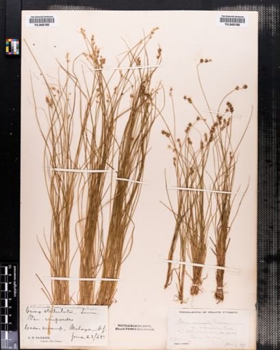 Carex interior