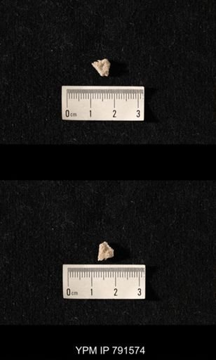 undet. Bryozoa
