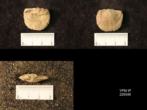 Derbya crassa texana