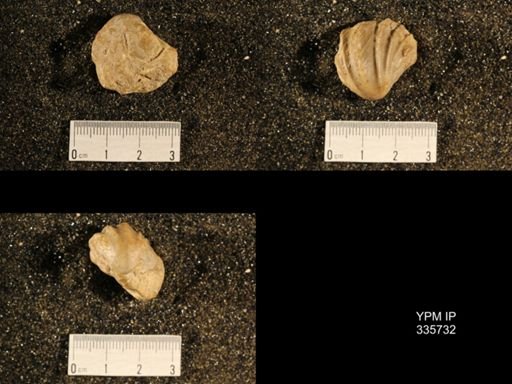 Enteletes hemiplicata