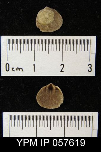 Rhipidomella oblata
