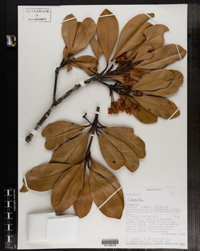 Plantae