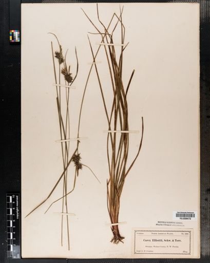Carex
