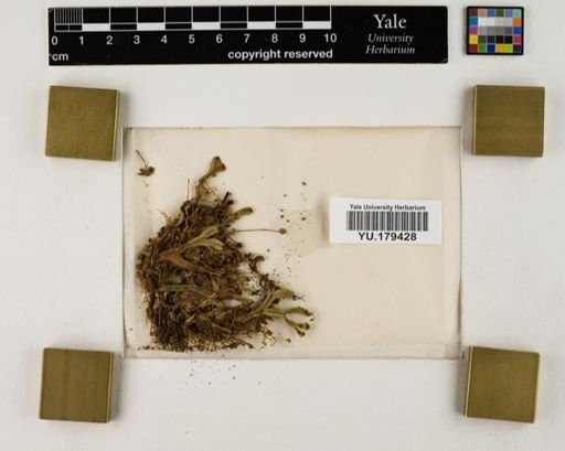 Plantae