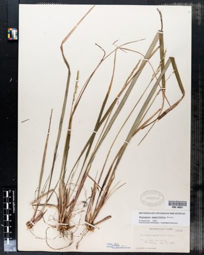 Oryzopsis asperifolia
