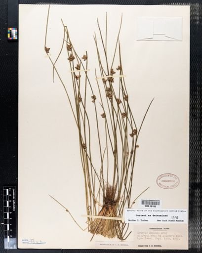 Scirpus smithii