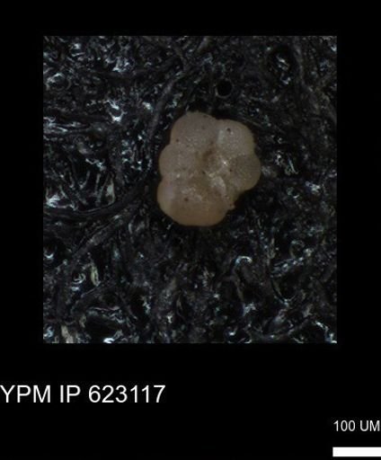 undet. Globigerinina