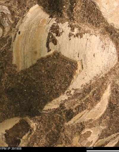 Protocardia sp.