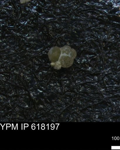 undet. Foraminiferida