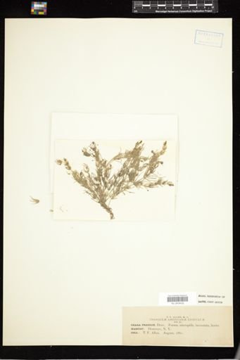 Chara fragilis
