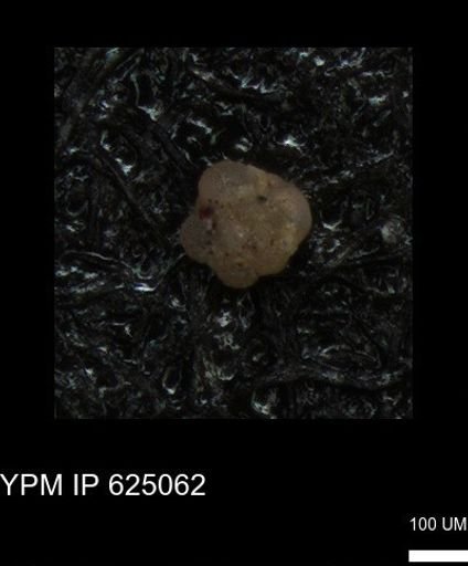 undet. Foraminiferida