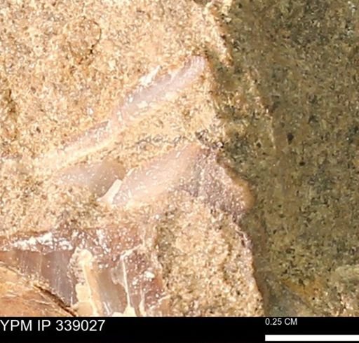 undet. Bivalvia