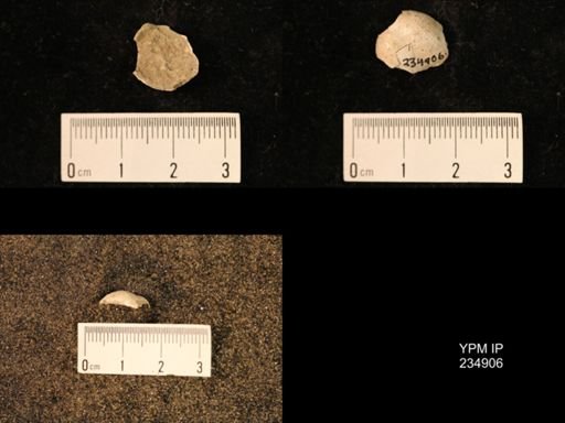 Marginifera fragilis