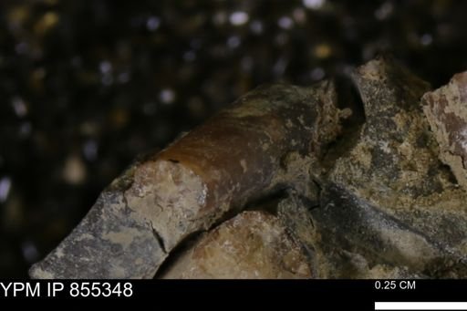 Baculites sp.