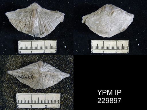 Neospirifer dunbari