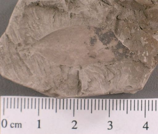 Andromeda novae caesareae