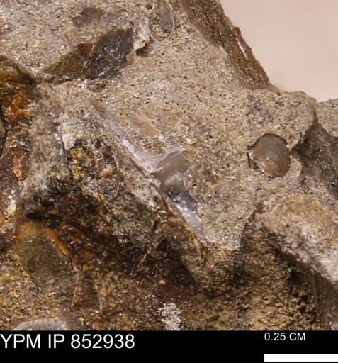 Phelopteria? linguaeformis