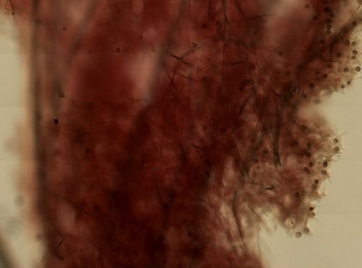 Geodia sp.