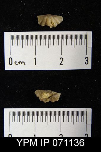 Delthyris saffordi