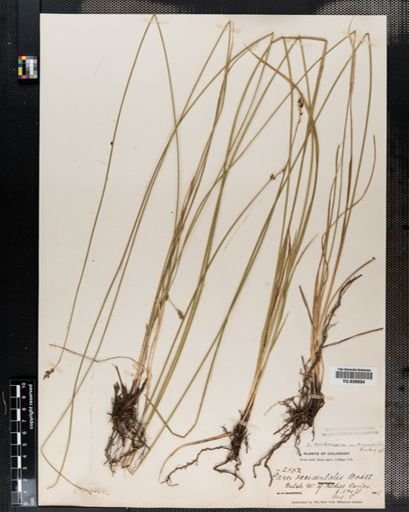 Carex
