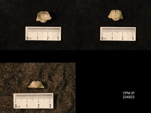 Marginifera wabashensis var. armata