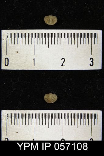Dalmanella pygmaea