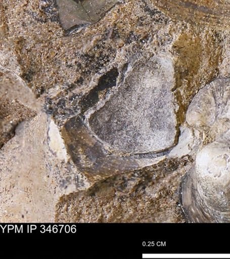 undet. Mollusca