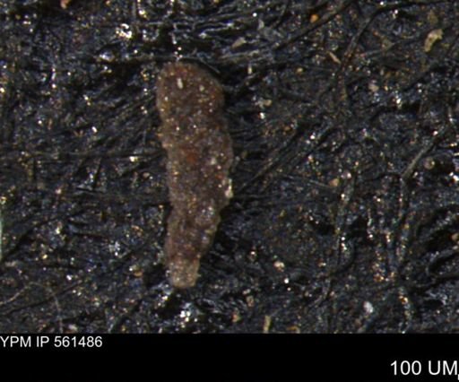 Verneuilinoides hectori