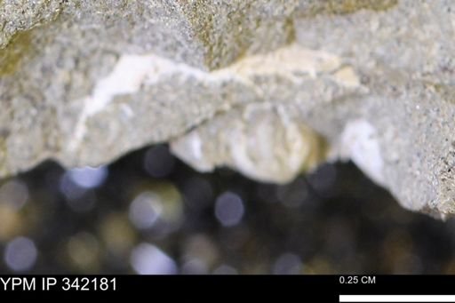 undet. Mollusca