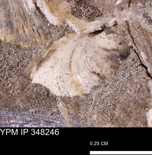 Limopsis striatopunctatus