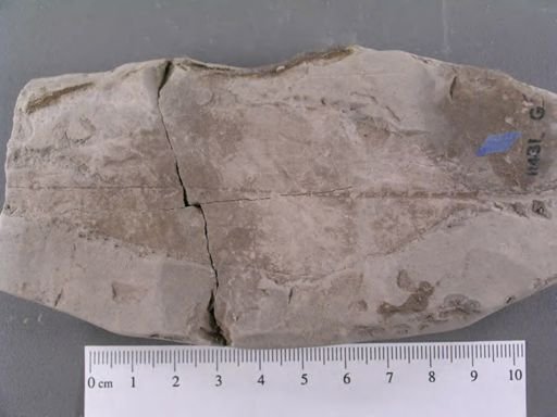 Andromeda parlatorii
