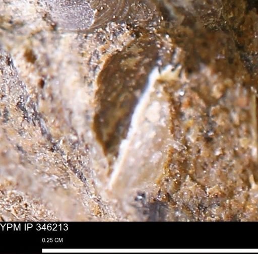 undet. Mollusca
