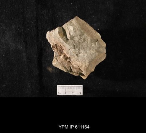 undet. Strophomenidae