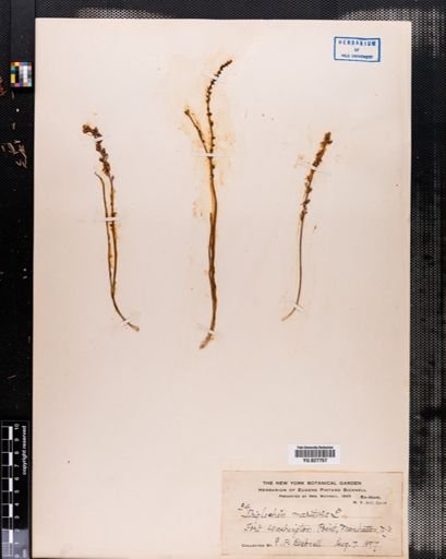 Triglochin maritima