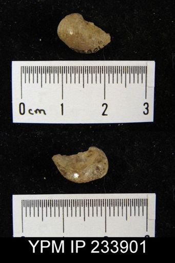 Marginifera wabashensis
