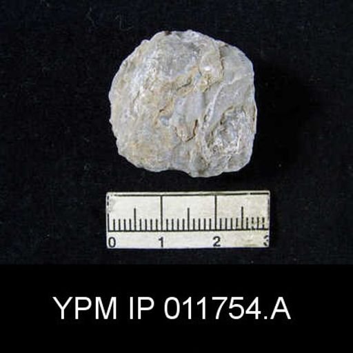 Marginifera popei