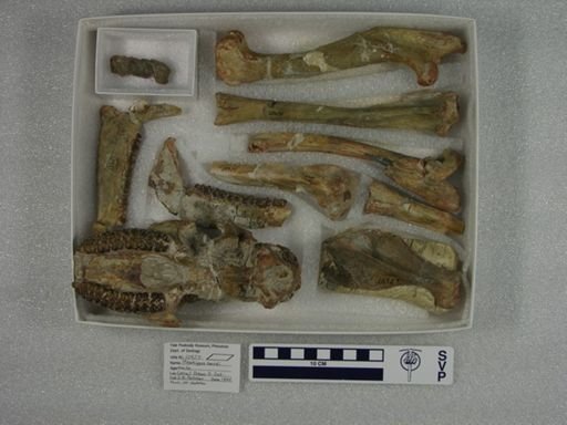 Mesohippus bairdi