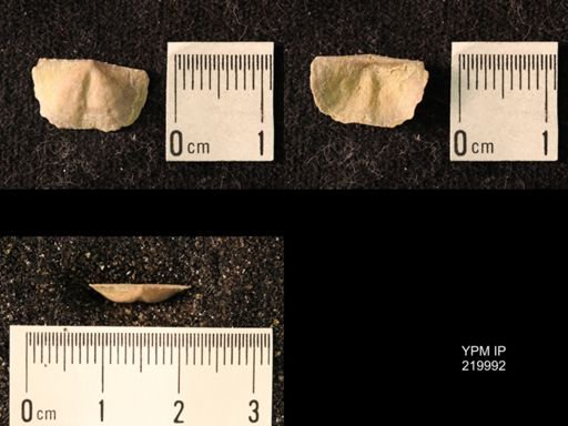 Chonetes sp.