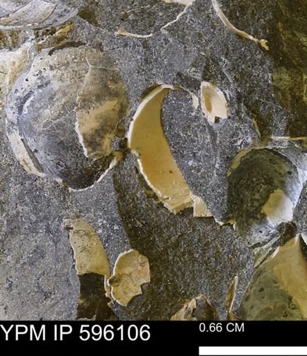 Protocardia?