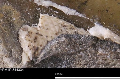 Parallelodon (Cosmetodon) sp.