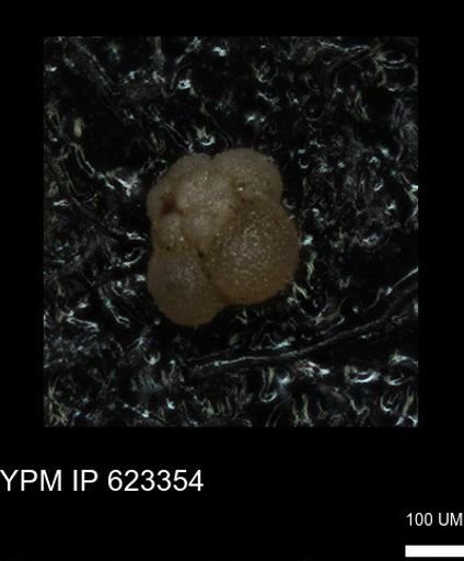 undet. Foraminiferida