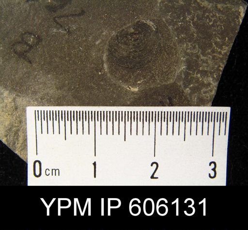 Orbiculoidea sp.