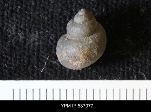 Viviparus montanaensis