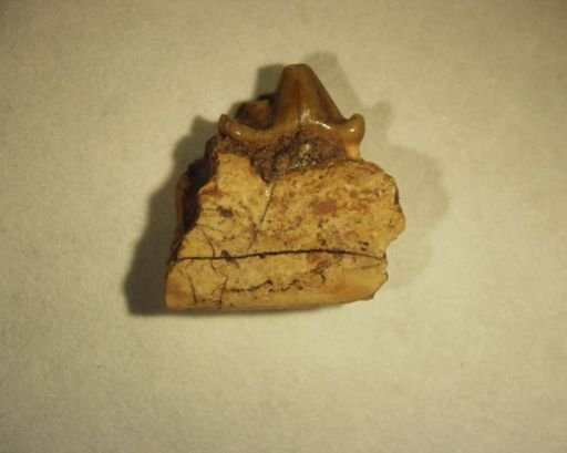 Viverravus sp.