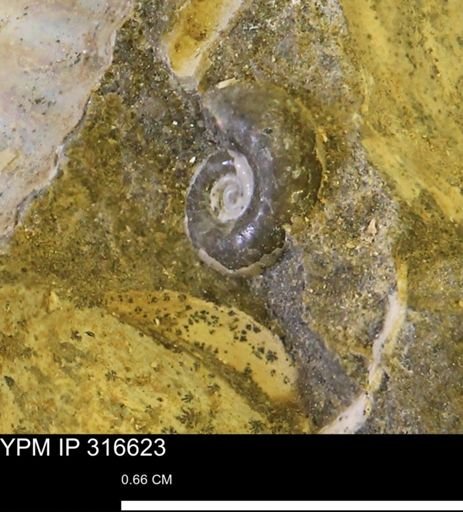 undet. Scaphitidae