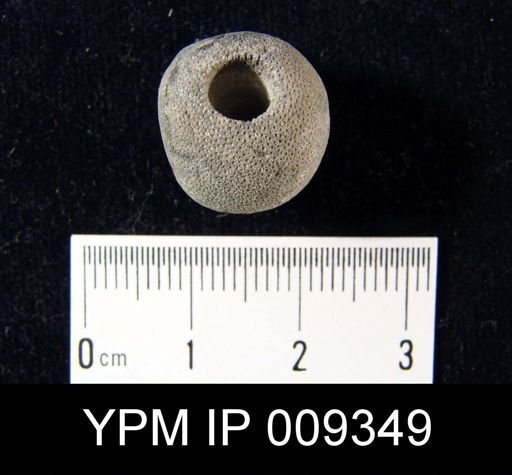 Porosphaera globularis