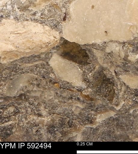 undet. Mollusca