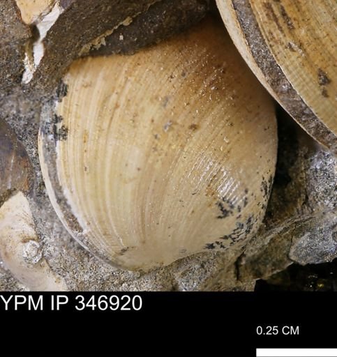 Limopsis striatopunctatus