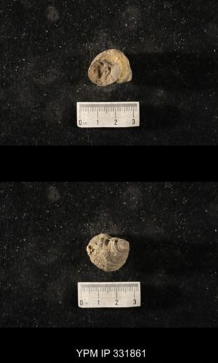 Cyclonema sp.