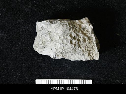 Favosites forbesi